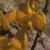 cytisusbeaniicflot1