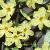 jasminumflotnudiflorum