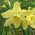 narcissuscflo1pipitdeeproot