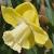 narcissuscfloaltunhadeeproot