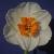 narcissuscflobroadwaystarrvroger