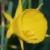 narcissuscflogoldenbellsbulbocodiumkevock