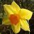 narcissuscflohomefiresdeeproot