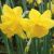 narcissuscfloquaildeeproot