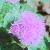ageratumcflohoustonianumsep78foord1