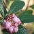arctostaphyloscflos1uvaursihansen1