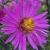 asternovibelgiidandycflorvroger1