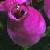 bellcfloheather
