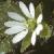 ccommonflochickweed1