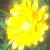 calendularcflopofficinalisoct78potmarigoldfoord1