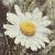 chrysanthemumcflo1leucanthemumoxeyedaisycorke1