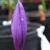crocuscflonudiflorusrvroger1a