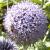 cynaracflo1cardunculusmixedborderskavanagh1