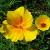 eschscholziacflospcalifornicacalifornianpoppywikimediacommons1