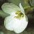 fgardenflotarabis1a1