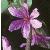 fpurpleflotloosestrife1
