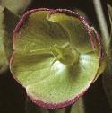 fstinkingflohellebore