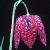 fritillariacfflopmeleagrisfritillaryfoord1