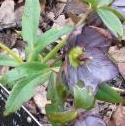 helleborusxhybridusashwoodgardenhybridsIMG1854garnonswilliams