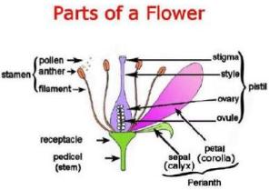 partsofaflowersmallest1a1a1a