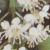 prunuscflos1lusitanicapolunin