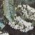 prunuscflos1padusbirdcherrypolunin