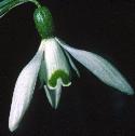 snowdropfflofoord2
