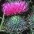 spearcflothistle1a