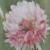 trifoliumcflohybridumalsikecloverpolunin1a