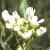 fgarlicflotpennycress