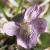 fteesdaleflot2violet