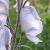 aconitumcammarumstainlesssteelcflorvroger