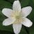 anemonecflonemerosalychettervroger1