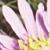 asteralpinusflot9