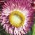 bracteanthacflot9bracheata