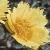 ccommonflorockrose