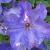 clematiselsapathcfloroseland1