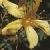 commonflotsaintjohnswort