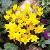crocuscforancyrensisgoldenbunchgeetee1
