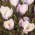 crocuscflobiflorusmissvaingeetee1