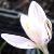 crocuscflocambessedanusrvroger