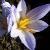 crocuscflocartwrightianusrvroger