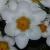 crocuscflochrysanthusardschenkkevock1a