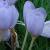 crocuscflokotschyanuskotschyanusgeetee1