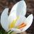 crocuscfloniveusrvroger