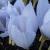 crocuscflopulchelluszephyrrvroger1