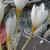 crocuspfloochroleucusgarnonswilliams