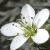 cspringflo1sandwort