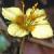 cyellowflo1pimpernel