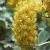 cytisusbattandieriflot9